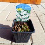 Poludňovka (Delosperma basuticum) ´WHITE NUGGET´ kont. C2L